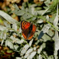 опять бабочки  1 :: Александр Прокудин