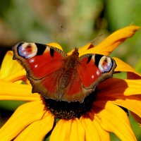 опять бабочки 5 :: Александр Прокудин опять бабочки 5 :: Александр Прокудин