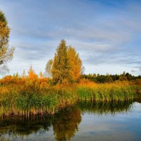 Краски золотой осени. :: Милешкин Владимир Алексеевич 