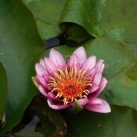 Кувшинка :: Наиля Кувшинка :: Наиля