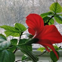 А за окном февраль :: Андрей Хлопонин