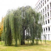 Плакучая ива :: Наиля 