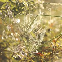 *** :: Елена Kазак (selena1965)