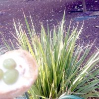 13  ОПЕН (490) :: OPEN WAYS ALL