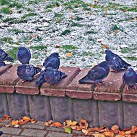 Октябрь...Предзимье. Голуби нахохлились! :: Владимир 
