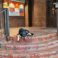 Бродяга :: Денис Бочкарёв