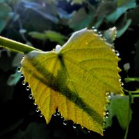Детали природы :: Роман Савоцкий