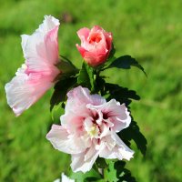 Гибискус :: Татьяна Лютаева Гибискус :: Татьяна Лютаева