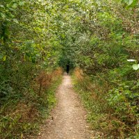 Тропинка :: Игорь Сикорский Тропинка :: Игорь Сикорский