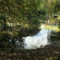 Заросший пруд :: Лариса Корж