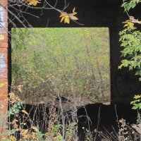 пустые окна в доме старом :: Елена Шаламова