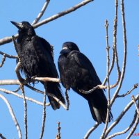 Слыш, подруга, не пора в тёплые края собираться? - Ну нафиг, тут и здесь пока тепло! :-) :: Андрей Заломленков