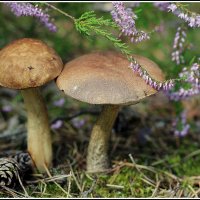 *** :: Aleksandr Gal