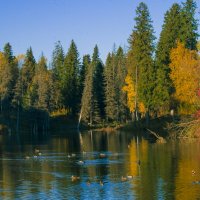 ОСЕНЬ - речка Подборенка :: Владимир Максимов ОСЕНЬ - речка Подборенка :: Владимир Максимов
