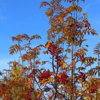 В осеннем убранстве :: Ольга В осеннем убранстве :: Ольга