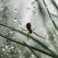 Хозяин сети :: sorovey Sol Хозяин сети :: sorovey Sol