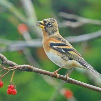 осень в рябиновом лесу :: Andrey Bragin осень в рябиновом лесу :: Andrey Bragin