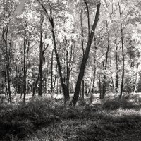 *** :: Сергей Григорьев