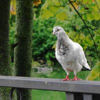 Симпатичный голубь :: Рита Симонова
