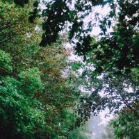 Дождь :: Tanya Nikorovskaya