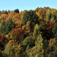 Осенние краски, :: Алексей .