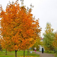 Золото осени :: Светлана 