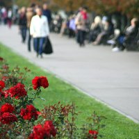 цветы и публика :: Олег Лукьянов цветы и публика :: Олег Лукьянов