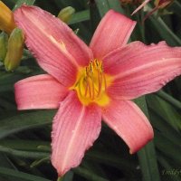 Лилейник :: Freddy 97