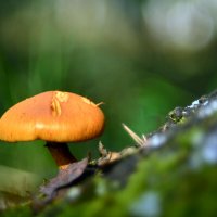 Галерина окаймлённая :: Геннадий Супрун