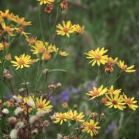 цветы уходящего лета :: Лера 