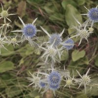 синеголовник :: Лера 