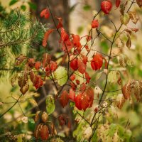 Осень в Белгороде :: Михаил 