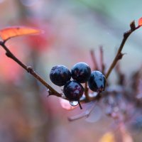 Осень дарит фотографу подарок. :: Владимир Безбородов