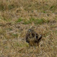 Канюк на охоте. :: Sergey (Apg)