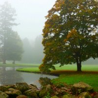 Утренний туман :: Юрий. Шмаков Утренний туман :: Юрий. Шмаков