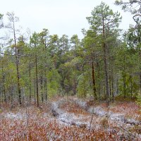 Болотные сосны :: Сергей Никифоров