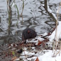 Изгой :: Maria Rainer