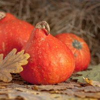 _ :: Валерий Елистратов