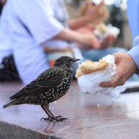 Скворец :: Roman stories -