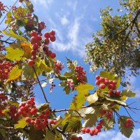 Осень :: Татьяна Пальчикова