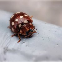 Последние (осенние) букашки 2025 :: AZ east3