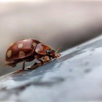 Последние (осенние) букашки 2025 . . :: AZ east3