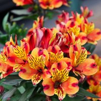 *** :: Witalij Löwin *** :: Witalij Löwin