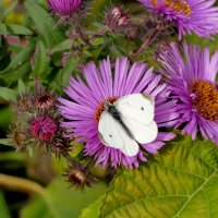 опять бабочки 5 :: Александр Прокудин