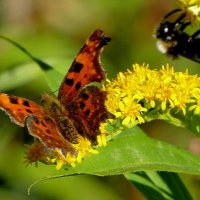 опять бабочки 10 :: Александр Прокудин опять бабочки 10 :: Александр Прокудин