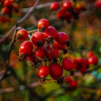 Ягодки греются под лучами сентябрьского солнышка :: Светлана Никитина