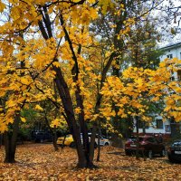 Золотая пора в городе :: Андрей Лукьянов
