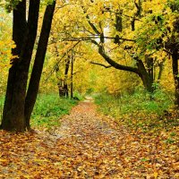 Золотая осень в городском парке. :: Милешкин Владимир Алексеевич Золотая осень в городском парке. :: Милешкин Владимир Алексеевич