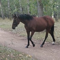 Конь :: Андрей Хлопонин Конь :: Андрей Хлопонин