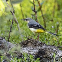 Горная трясогузка. :: Alexander Amromin